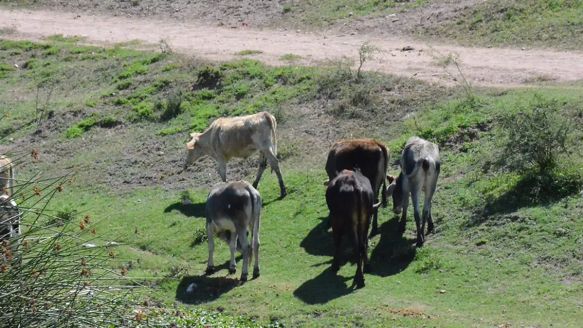 El programa de Crédito Ganadero a la Palabra de poco servidora entre el sector pecuario.